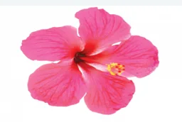 Logo van Support Massage