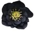 Logo van Gezond zonder Gedoe