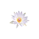 Logo van Design for Blooming