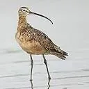 Logo van Curlew Netherlands