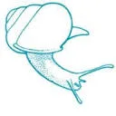 Logo van Nederlandse Malacologische Vereniging