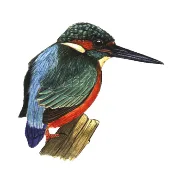 Logo Vereniging van Vrienden van Natura Docet Wonderryck Twente