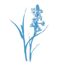 Logo van Immanuel Baan Uitvaartbegeleiding