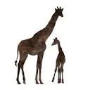 Logo van Nwabisa African Art
