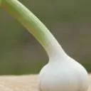 Logo van Biesheuvel Knoflook BV