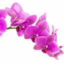 Logo van Aardse Orchids