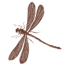 Logo van Live Your Nature