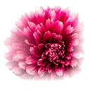 Logo van Bloemenhof Heemstede