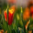 Logo van Tulip Rewards Advisory